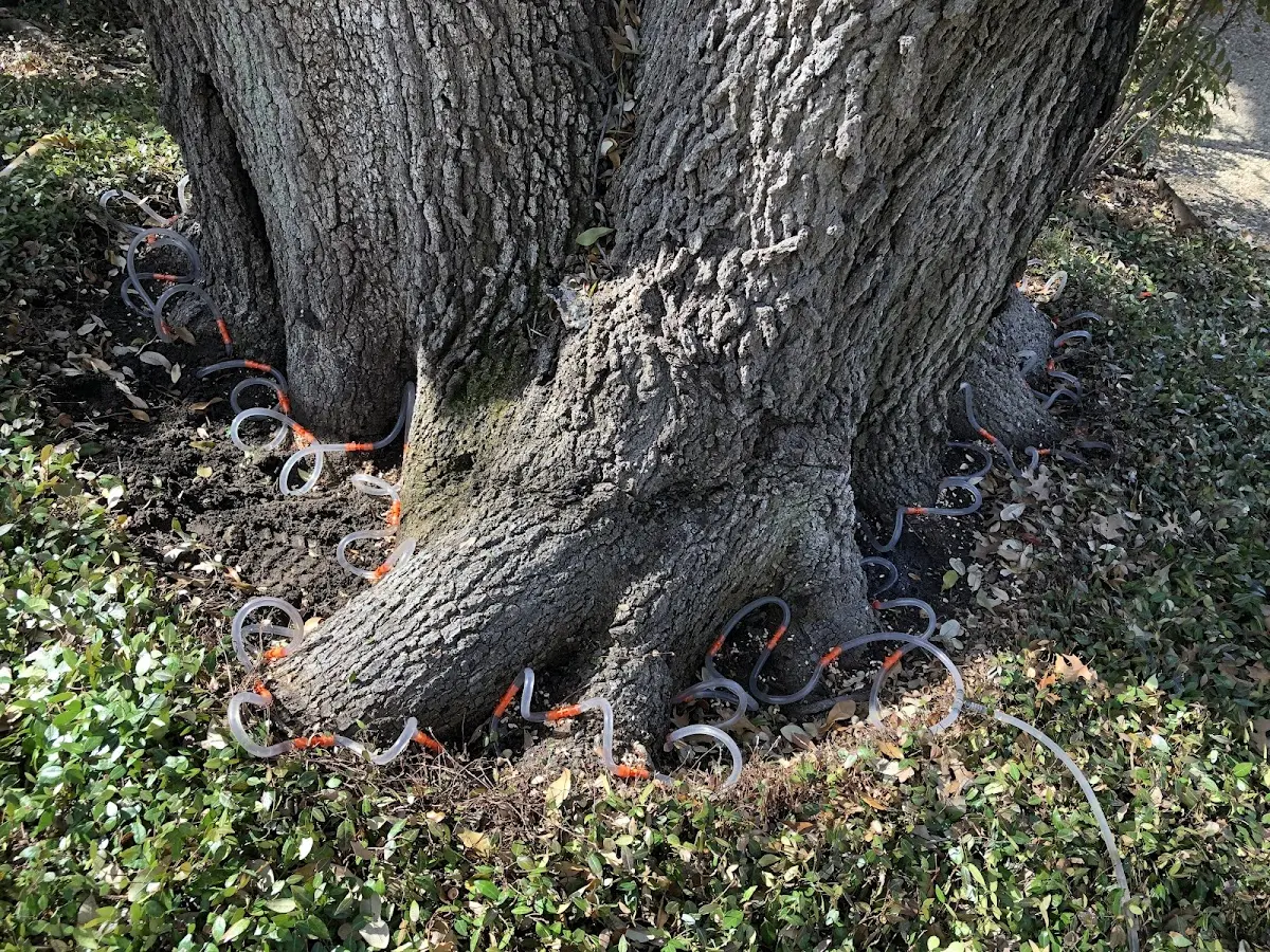Detailed Tree Cabling and Bracing job site in Gays Mills