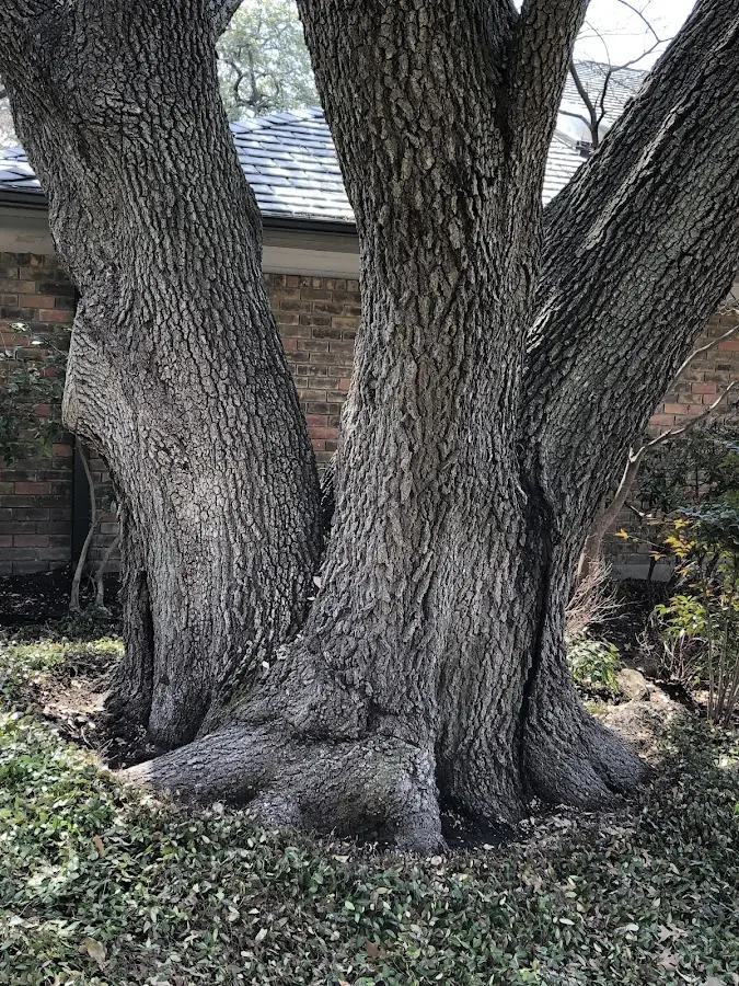 Mature heritage tree close to a Gays Mills property cared for by certified arborists